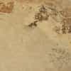 Slaty | Ocre